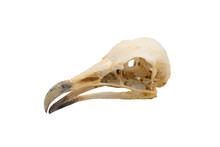 Egyptian Vulture (Neophron Percnopterus), Bird Skull With White Background