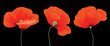 Three red poppy flowers composition isolated on the black background