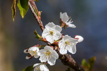 Hawthorn flowers in late spring