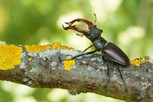The Stag Beetle Lucanus Cervus In Czech Republic