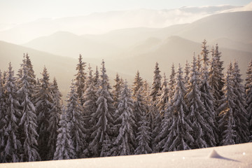 Wall Mural - a sunny winter day in the ukrainian carpathian mountains with a lot of snow on the trees and slopes.