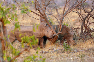 Wall Mural - The white rhinoceros or square-lipped rhinoceros (Ceratotherium simum), pair walking in the savanna and eating yellow grass in  morning orange light.