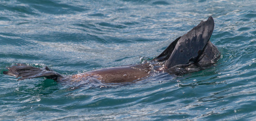 Canvas Print - Cape fur seal in Hermanus Harbour, South Africa