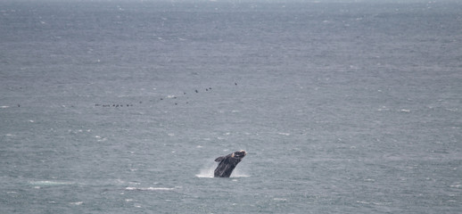 Canvas Print - Southern right whale at Gansbaai, South Africa