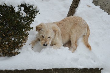 white dog in the snow