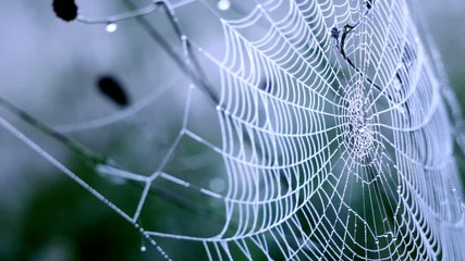 Morning dew on a spider web Slow motion of swaying net