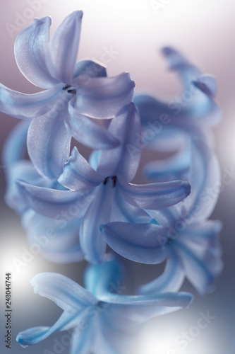 Foto-Lamellenvorhang -  Flowers of white-blue-violet hyacinth close-up. Flower collage for postcard. Nature. (von Kate Pasechnik)