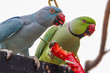 Two bright green and blue parrots eat red hot chili peppers