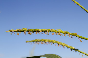 Crown of corn germ