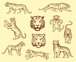 Set of Tiger Illustrations in Different Poses