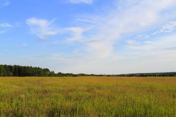 Green field