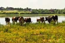 Pastoral Landscape. A Herd Of Dairy Cows Grazed In A Meadow Near The Lake.