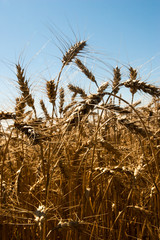 Wheat field under the blue sky in Ukraine