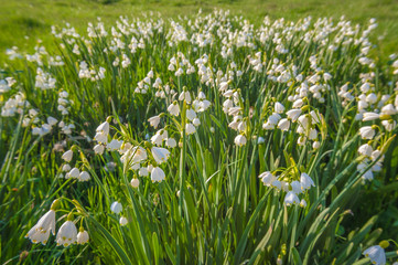 lilies of the valley