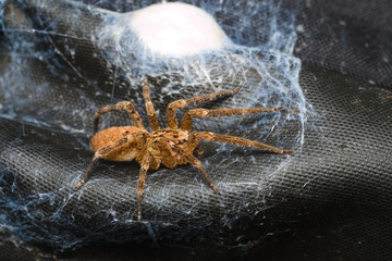 Brown spider protecting her egg sack made of silk