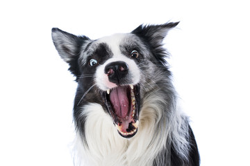 Canvas Print - Border collie catches a treat