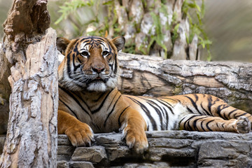 Beautiful Malayan Tiger lounges on the Rocks