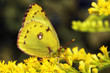 Pale clouded yellow (Colias hyale)