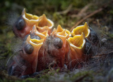 Eight Baby Birds Open Mouths