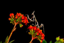 Close Up Of Pair Of Beautiful European Mantis ( Mantis Religiosa )