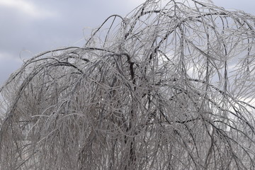 Sticker - Icy Tree