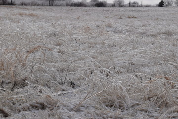 Canvas Print - Icy Grass