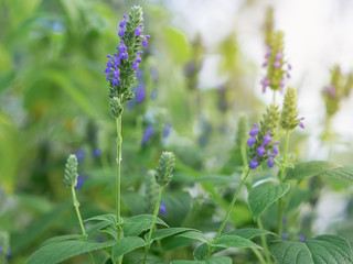 Chia Flowers in garden