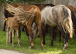 © dzen07 - mare and foal
