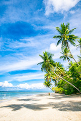 Bright scenic view of tall curving palm trees casting shadows on the shore of a deserted tropical island beach in Bahia, Brazil