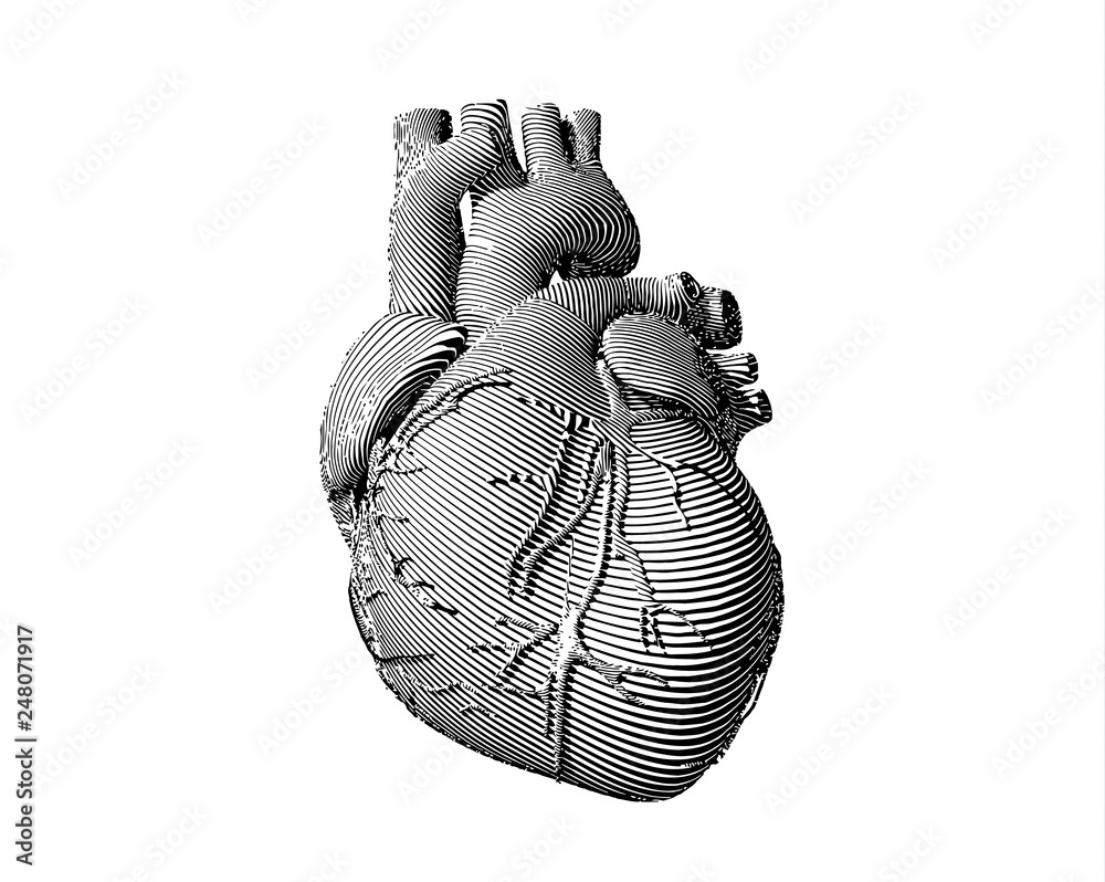 Engraving human heart illustration with black and white color Stock ...