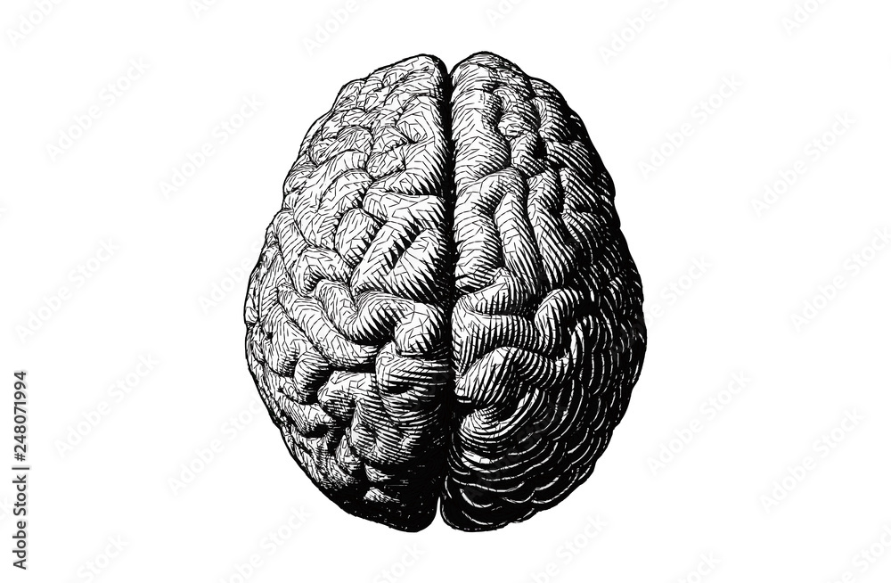 Stylized Brain Vector Stylized brain illustration isolated on white BG Stock Vector | Adobe Stock