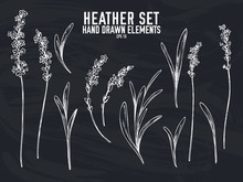 Vector Collection Of Hand Drawn Chalk Heather