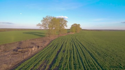 Wall Mural - Flying above сountry road across beautiful green wheat field in picturesque rural spring landscape on sunny evening. Green plants on agricultural farmland at golden light. Aerial view on the field.