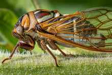 Cicada On Sunflower Stalk