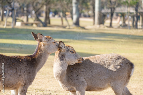 奈良公園 鹿 冬 動物 観光地 Stock Photo Adobe Stock 奈良公園 鹿 冬 動物 観光地 Stock Photo Adobe Stock