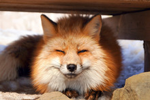 Red Japan Fox