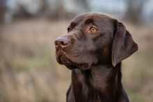 Portrait Of A Chocolate Labrador Retriever