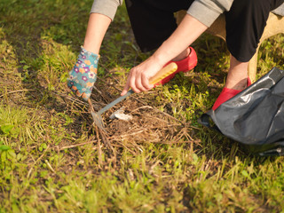 removing weeds with gardening hoe