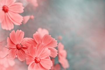 Wall Mural - Flowers and background for text. Macro. Flowers in toned style for design. Cosmos flower in spring and summer. Flowers on a blurred background.