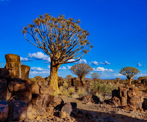 Wall Mural - Quivertrees are unique to Namibia