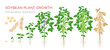 © Bezvershenko - Soybean plant growth stages infographic elements. Growing process of soya beans from seeds, sprout to mature soybeans, life cycle of plant isolated on white background vector flat illustration.