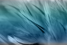 Colorful Bird And Chicken Feathers In Soft And Blur Style For The Background