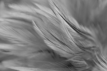 Colorful bird and chicken feathers in soft and blur style for the background