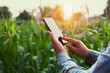 © lovelyday12 - woman farmer using technology mobile in corn field