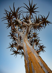 Wall Mural - Quivertrees are unique to Namibiaq