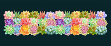 Beautiful Horizontal Tape Of Succulents Flowers.Elegant Vector Floral Collection. Can Be Used For Greeting Card Or Wedding Invitation, Natural Cosmetics, Health Care, Yoga Center And Other Design