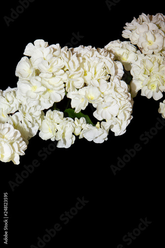 Fleurs Blanches Sur Fond Noir Buy This Stock Photo And