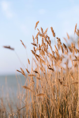 Naklejka na meble grass and blue sky