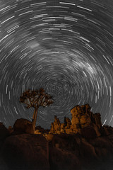 Wall Mural - Star trails circle over quivertrees
