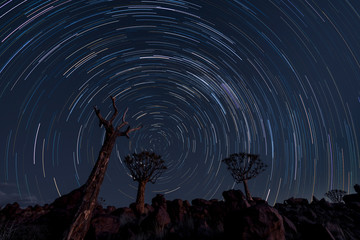 Wall Mural - Star trails circle over quiver trees